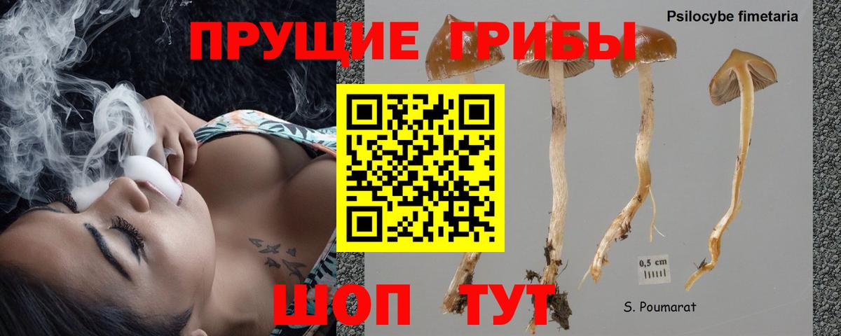 Псилоцибиновые грибы Cubensis  Вход с VPN  Канск 